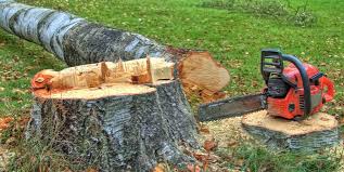 Best Fruit Tree Pruning  in Alto, TX