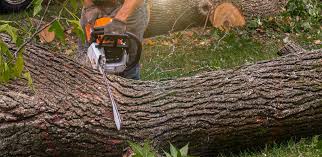 Best Lawn Pest Prevention  in Alto, TX