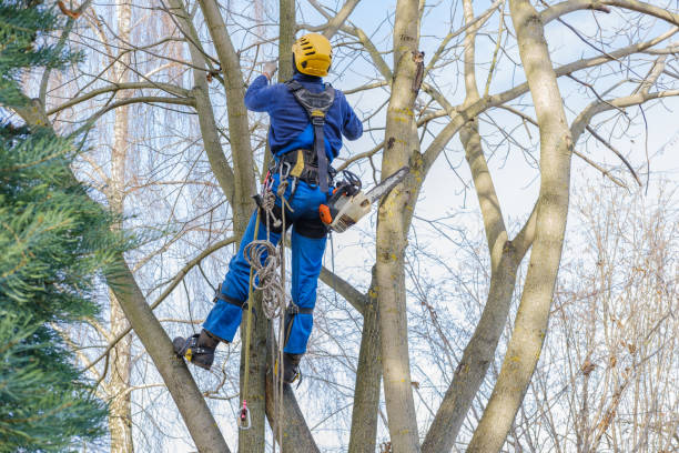 Best Tree Trimming and Pruning  in Alto, TX