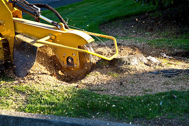 Best Tree Disease Treatment  in Alto, TX