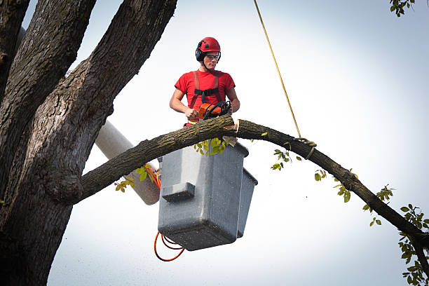 Best Tree Maintenance Programs  in Alto, TX