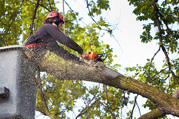 Best Hazardous Tree Removal  in Alto, TX