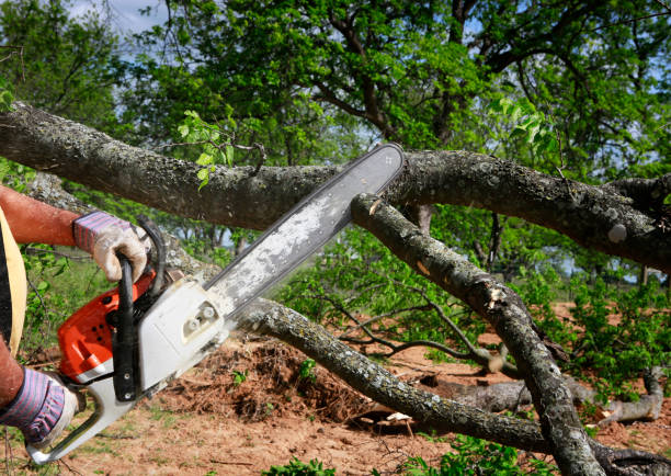 How Our Tree Care Process Works  in  Alto, TX