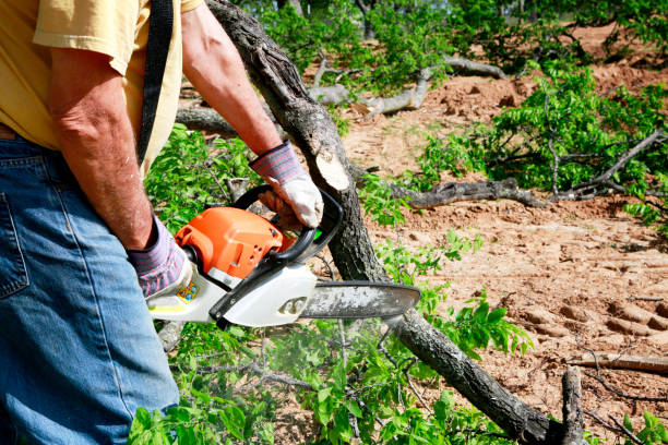 Best Tree Removal  in Alto, TX